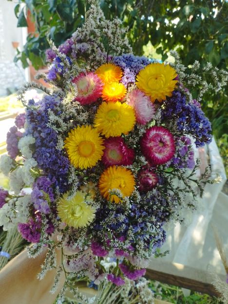  - Limonium Tatar 2023