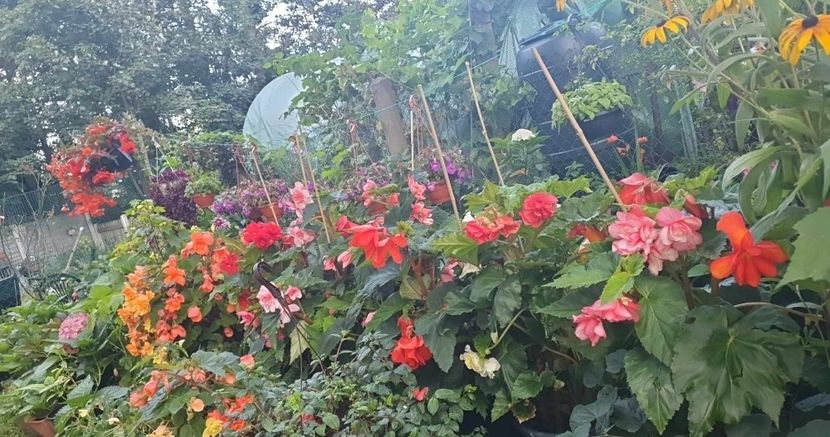 received_258834523749378 - 0 Gradina 2023
