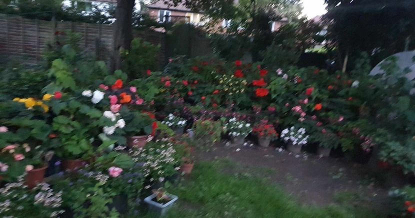 received_1481109696053921 - 1-00 Begonii 2023