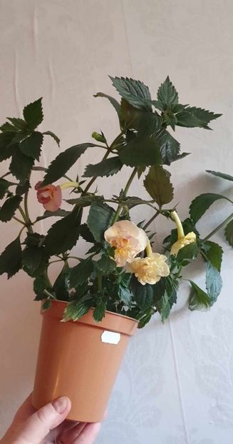 received_1034199204416377 - Yellow English Rose