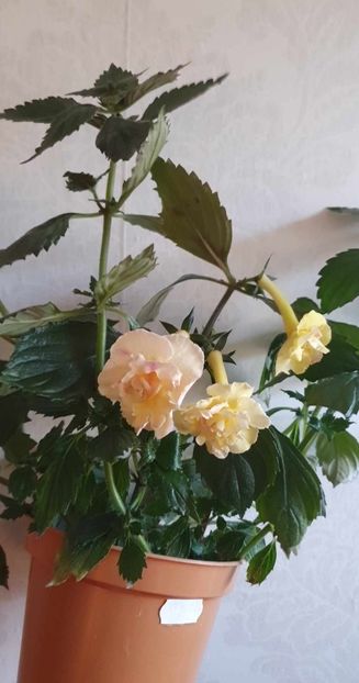 received_624812789719926 - Yellow English Rose