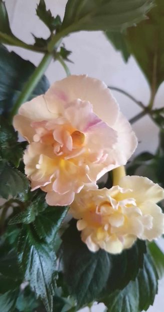 received_753812206550988 - Yellow English Rose