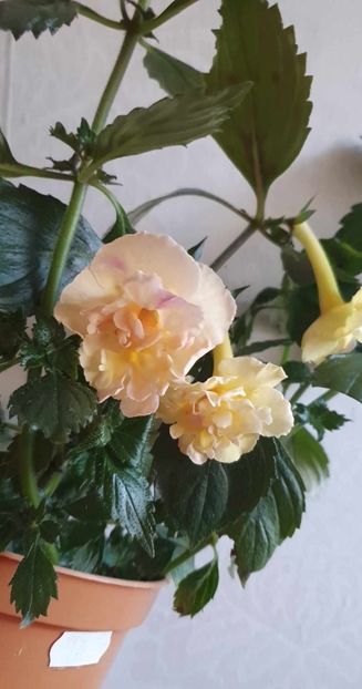 received_846353163553967 - Yellow English Rose