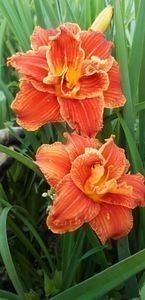 Hemerocalis nr. 2- 3 rădăcini la 15 lei - 2023 IRISI ÎNALȚI preț 6 lei-12 lei și ALTE FLORI PERENE DISPONIBILE