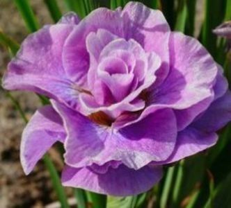 Iris Sibirica nr 1 - 5 rădăcini 15 lei - 2023 IRISI ÎNALȚI preț 6 lei-12 lei și ALTE FLORI PERENE DISPONIBILE
