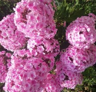 Phlox nr 3 - 20 lei grup de radacini - 2023 IRISI ÎNALȚI preț 6 lei-12 lei și ALTE FLORI PERENE DISPONIBILE