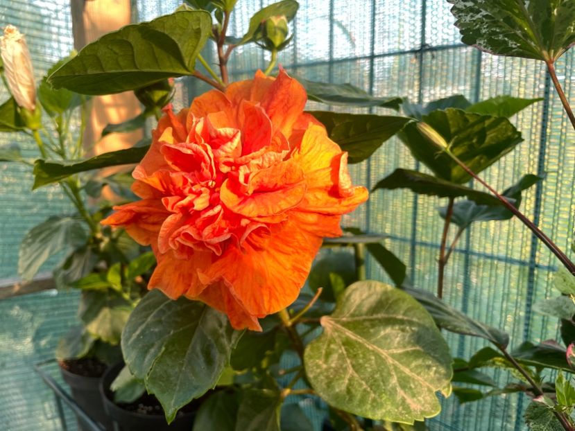 98FA8517-F709-429C-B650-15890FE7846A - x-HD 1290 - pierdut