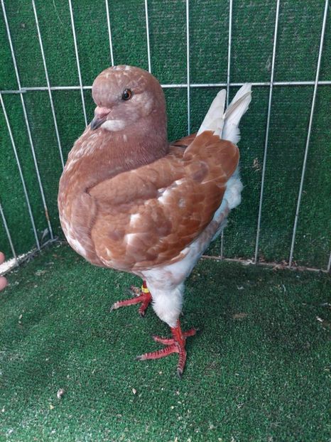 1-0 vandut - King 2023