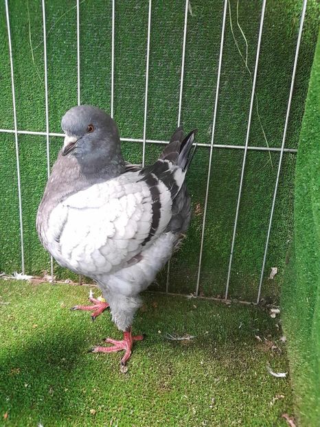 1-0 vandut - King 2023