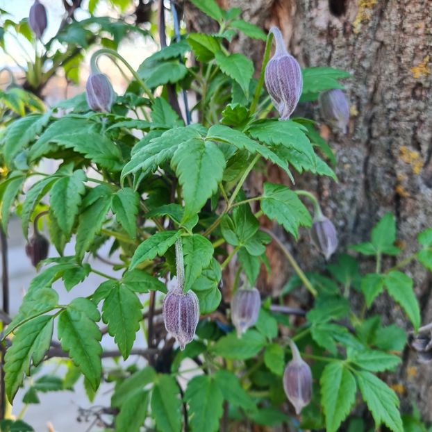  - 1M album 2023-gradina tara