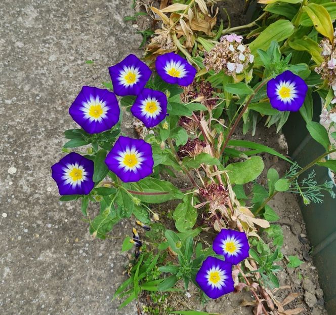  - 1M album 2023-gradina tara