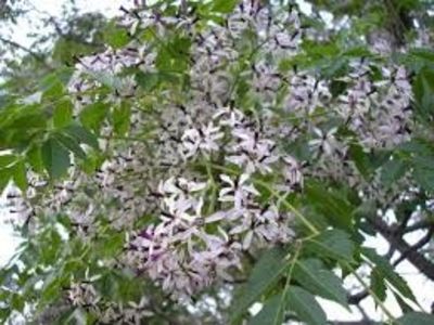 chinaberry tree - aaPlante ornamentale disponibile