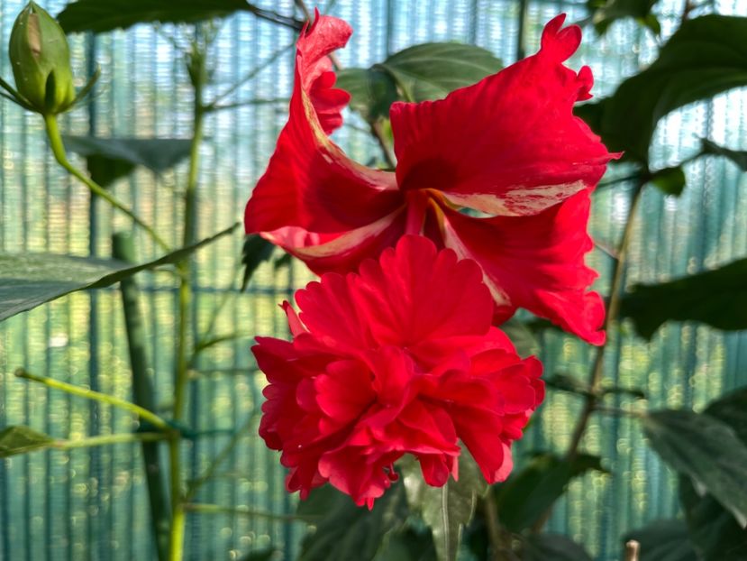 88440DE6-25F8-455B-AB1B-84491F02C864 - 001 - Hibiscusi