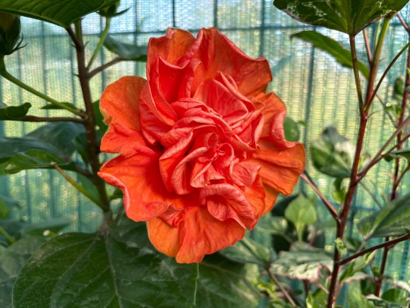 B5B846D1-8A8D-42DE-9FDC-8C0A0CA28001 - 001 - Hibiscusi