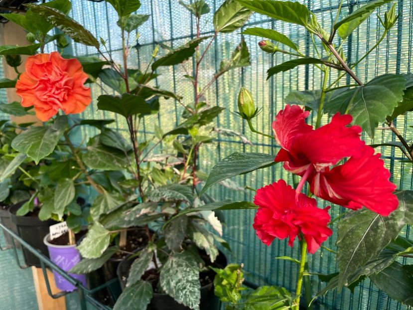 814B6E44-65A8-4645-B8DB-81E5BDBDD35C - 001 - Hibiscusi