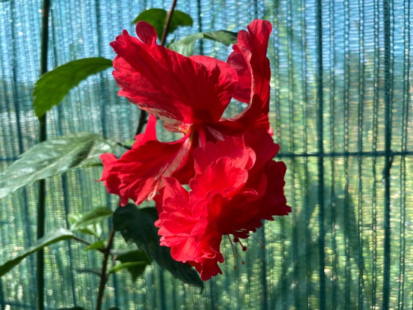 65358A0A-687B-4C1C-8DB3-D910F2E7B9B5 - 001 - Hibiscusi