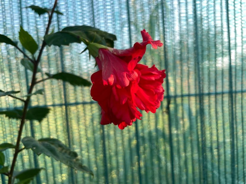 420A9963-5E64-4DB7-88D4-17BB665F4857 - 001 - Hibiscusi