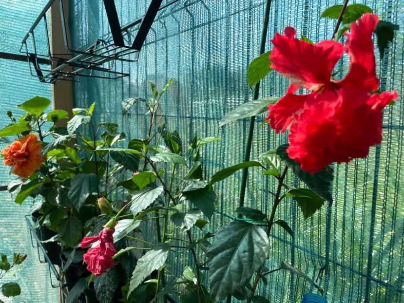 8342A9B0-3BE8-45F6-AB78-74680BB7C72E - 001 - Hibiscusi