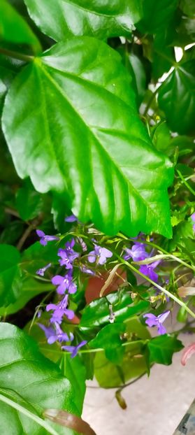 IMG20230726150012 - August