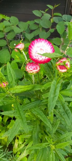 IMG20230720190414 - August