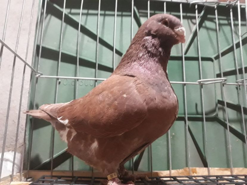 IMG-20230226-WA0062[1] - Amintiri