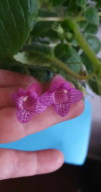 received_139193265905002 - Seemannia Gymnostoma
