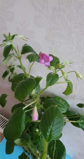 received_336261505489445 - Seemannia Gymnostoma