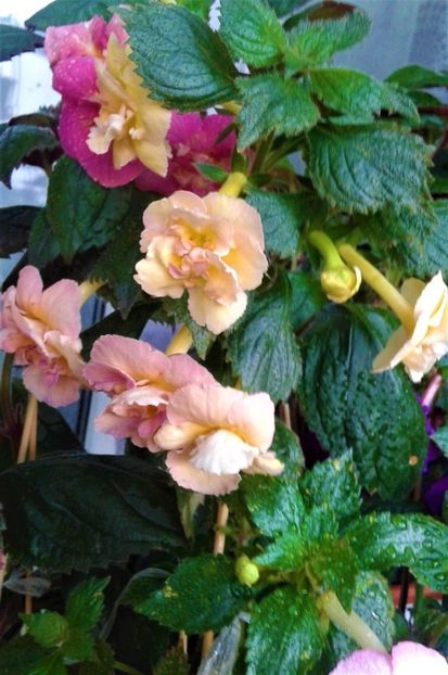 20230821_074759-7 - 000014 ACHIMENES