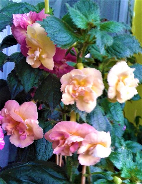 20230821_074823-15 - 000014 ACHIMENES