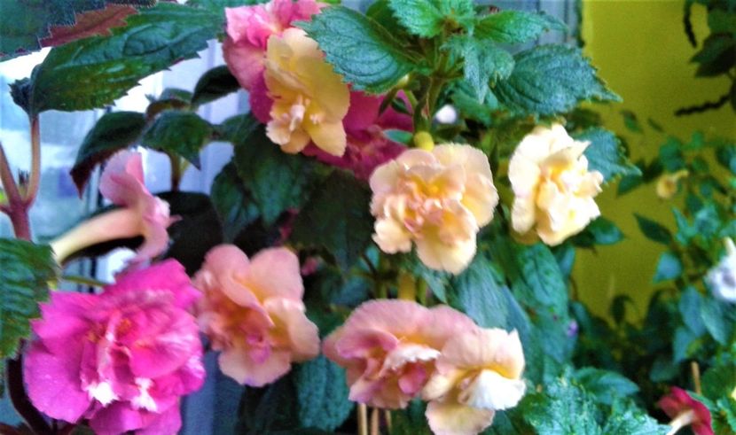 20230821_074835-6 - 000014 ACHIMENES