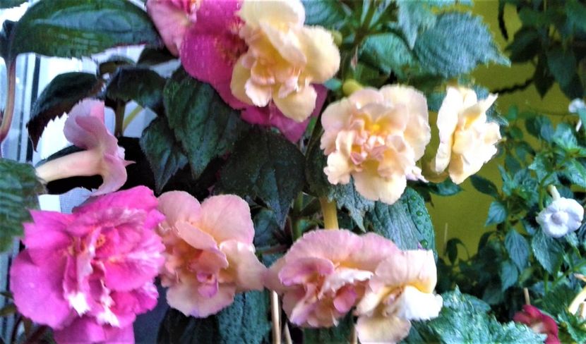 20230821_074911-4 - 000014 ACHIMENES
