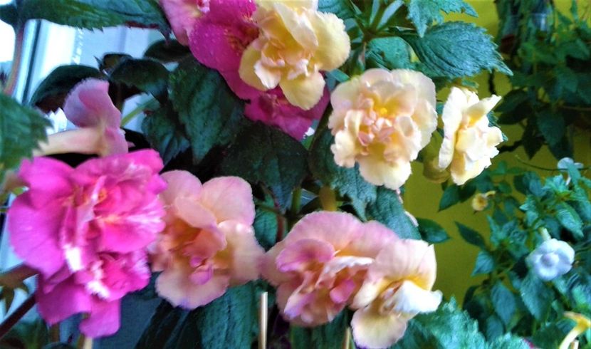 20230821_074920-12 - 000014 ACHIMENES