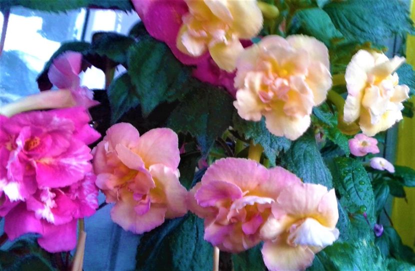 20230821_074926-1 - 000014 ACHIMENES