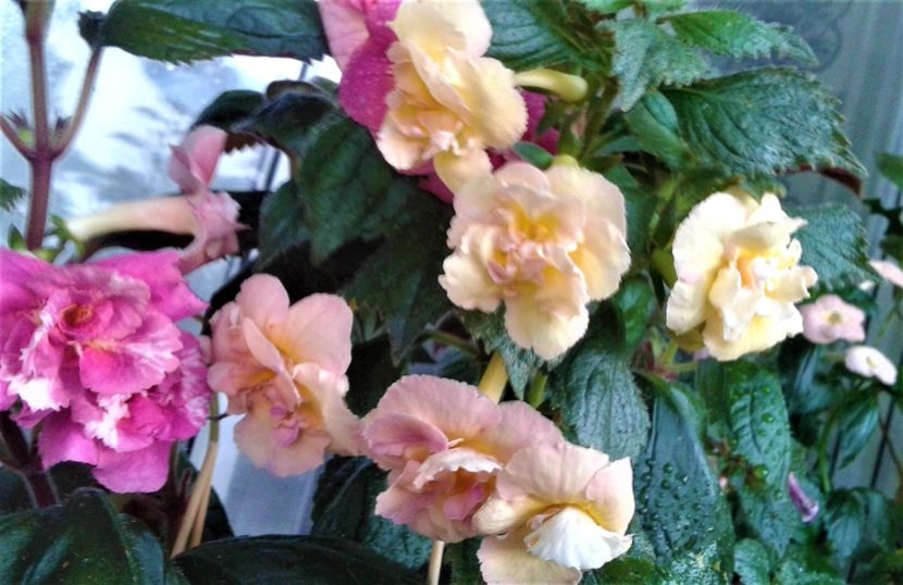 20230821_074947-10 - 000014 ACHIMENES