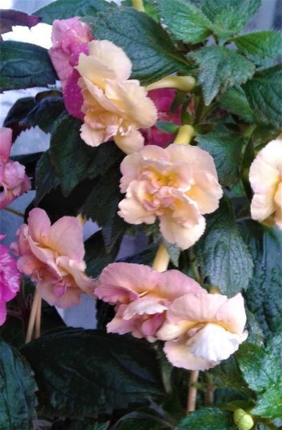 20230821_074955-9 - 000014 ACHIMENES