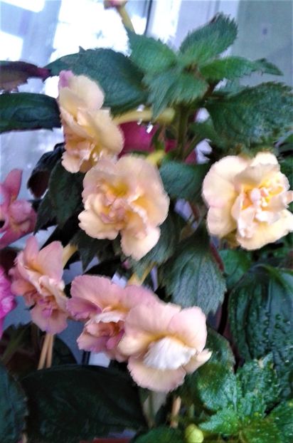 20230821_075001-17 - 000014 ACHIMENES