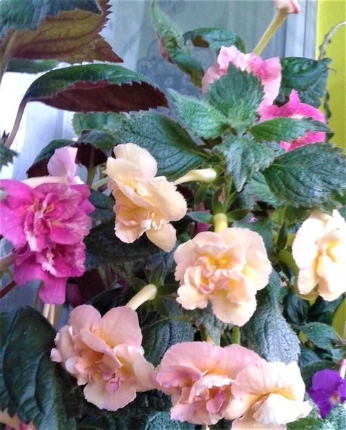 20230821_075111-16 - 000014 ACHIMENES