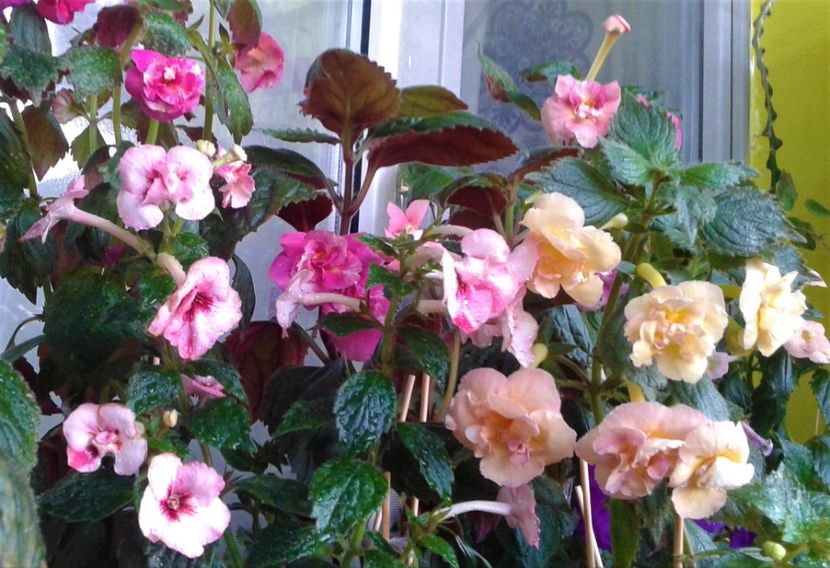 20230821_075323-3 - 000014 ACHIMENES