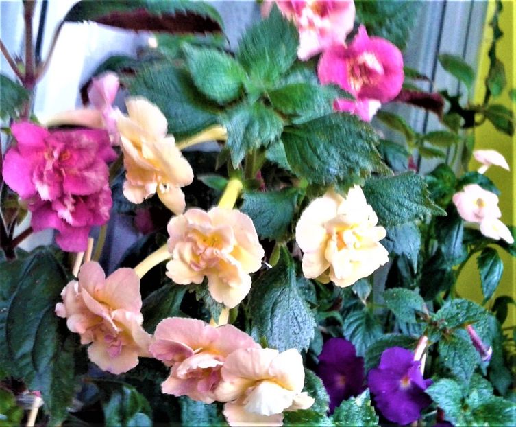 20230821_075121-14 - 000014 ACHIMENES
