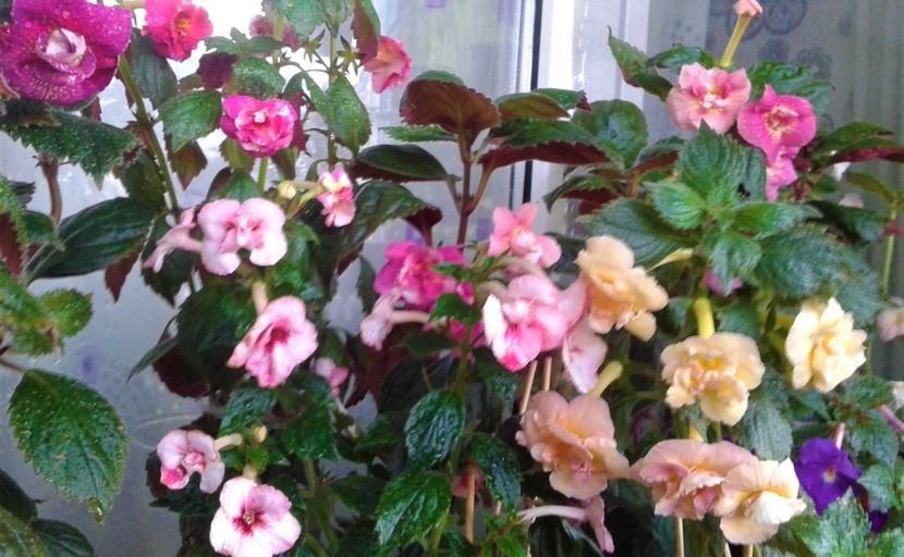 20230821_075308-5 - 000014 ACHIMENES