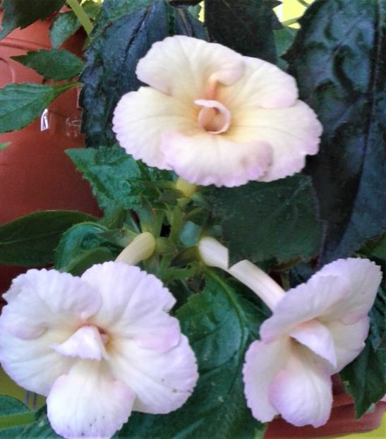 20230821_075451-18 - 000014 ACHIMENES