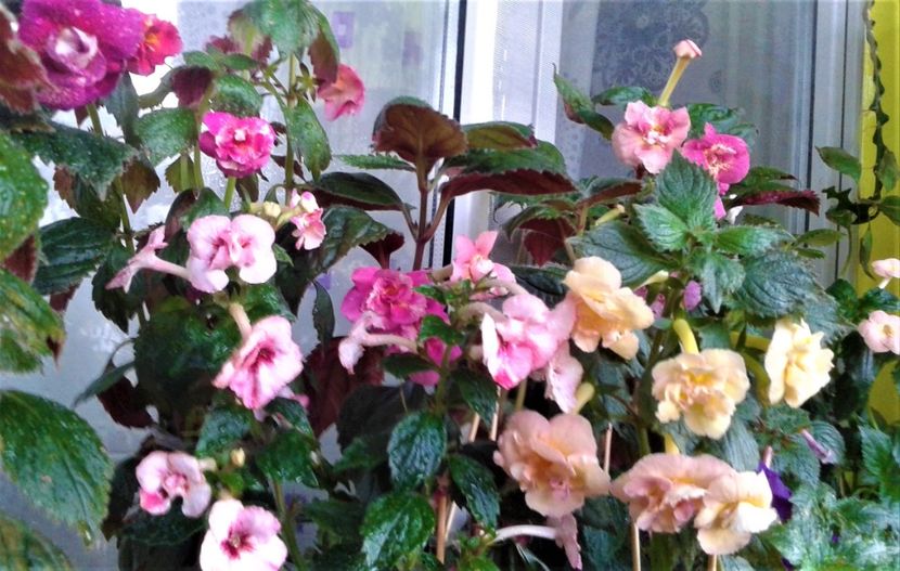 20230821_075314-13 - 000014 ACHIMENES
