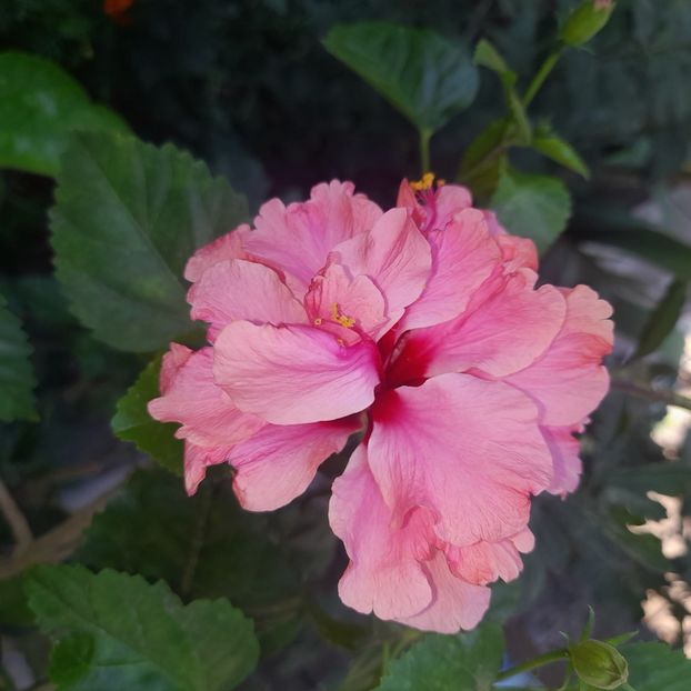 21.08.2023 - HIBISCUSI 2023-1