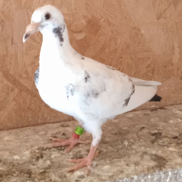 Pui 23-390.... - Porumbei vanduti