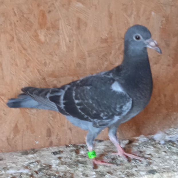 Pui 23-941....-10 lei - Porumbei vanduti