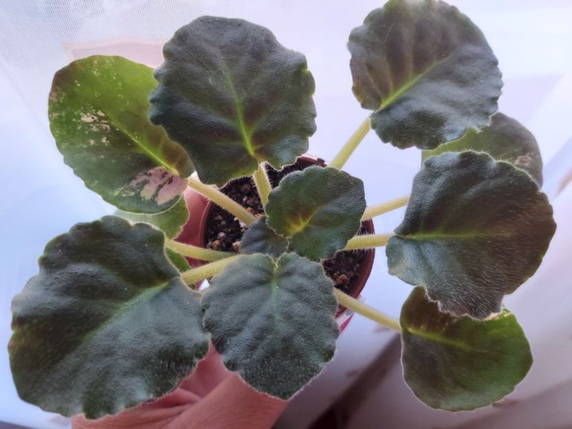 21.08.23 - LE-The Wizard of The Emerald City