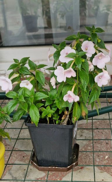 Ghiveciul 2 - Double Pink Rose p