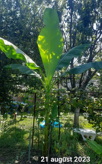 21 08 2023 - Bananier Musa basjoo