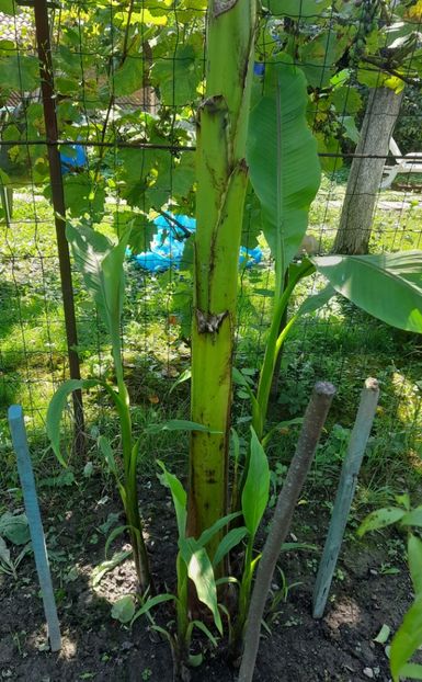 21 august 2023 - Bananier Musa basjoo