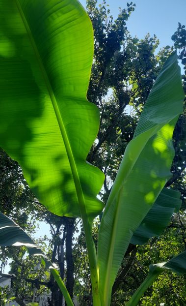 August 2023 - Bananier Musa basjoo